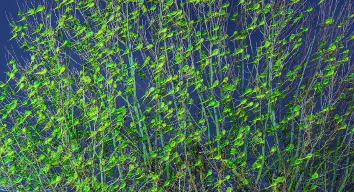 У Лондоні посеред зими раптово позеленіли дерева: що спричинило аномалію (Фото) - today.ua