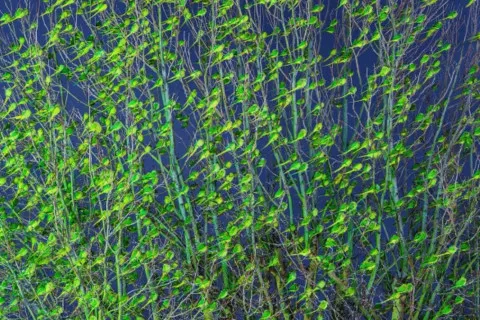 В Лондоне посреди зимы внезапно позеленели деревья: что вызвало аномалию (Фото)