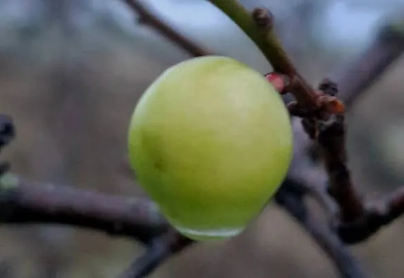 В Одесской области впервые за всю историю зимой на алыче завязались плоды (Фото) - today.ua