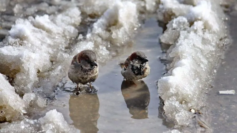 Синоптик опровергла информацию, что потепление в Украине будет резким  - today.ua