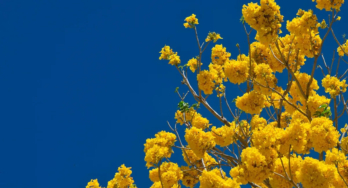 Синоптик озвучил прогноз погоды на март: большого тепла ждать не стоит - today.ua