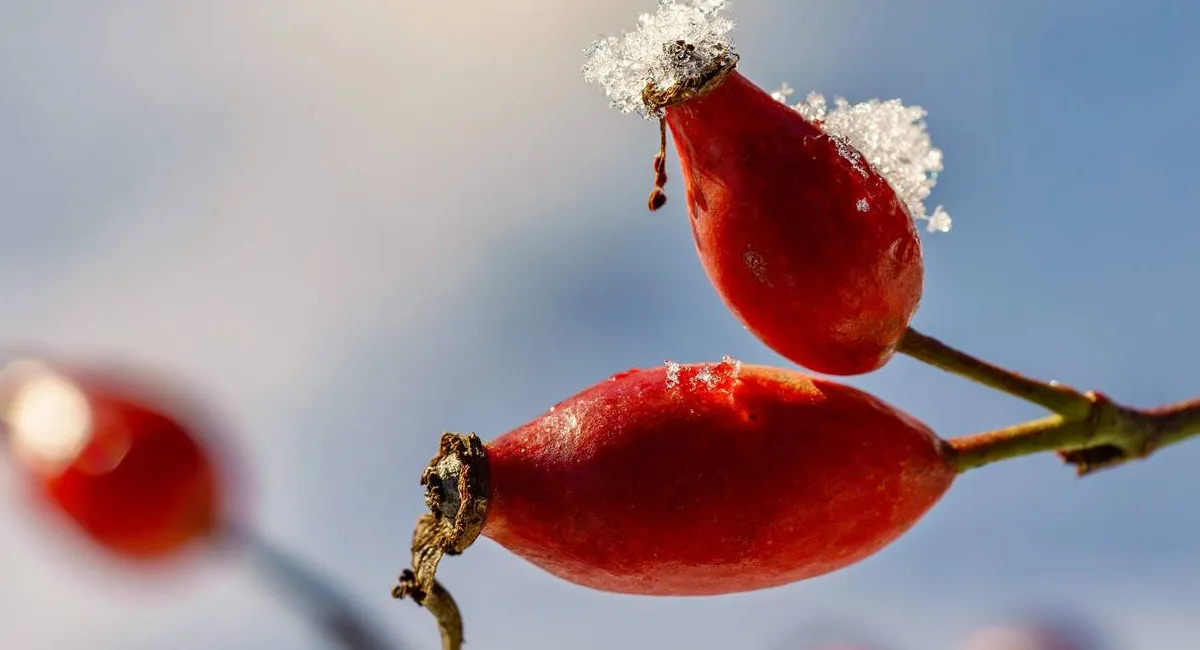 Температура воздуха ниже нормы и усиление ветра: синоптик озвучил прогноз погоды на выходные - today.ua