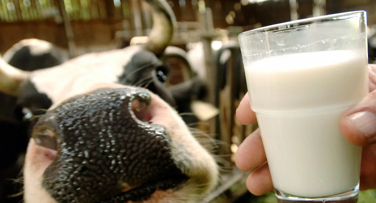  В Україні скорочують поголів'я молочних корів : буде значне подорожчання молокопродуктів - today.ua