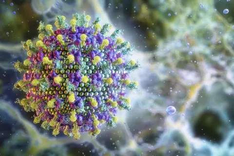 По миру распространяется смертоносный вирус с высокой летальностью: что известно о Нипах