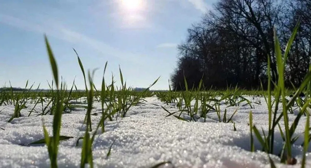Відморозились: на завтра в деяких регіонах України вже буде плюсова температура - today.ua