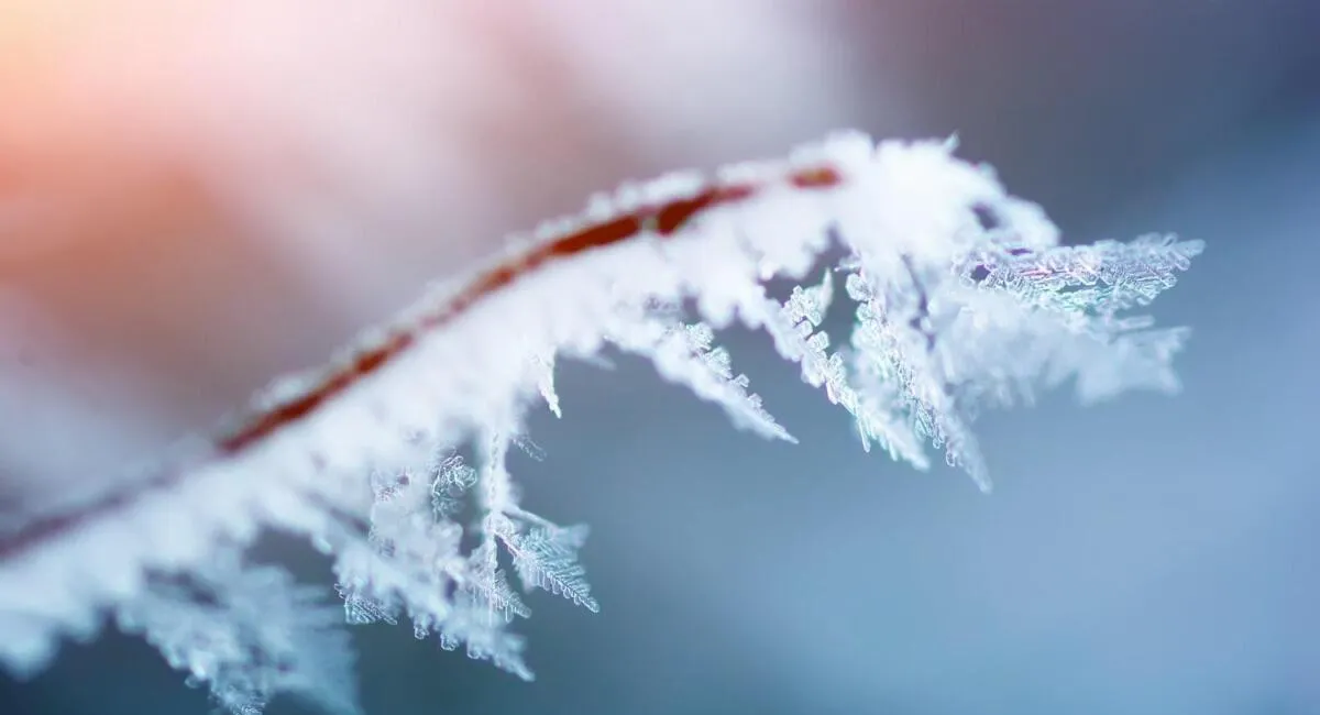 Сніг, мороз і холод: в Україну знову повертається зима - today.ua