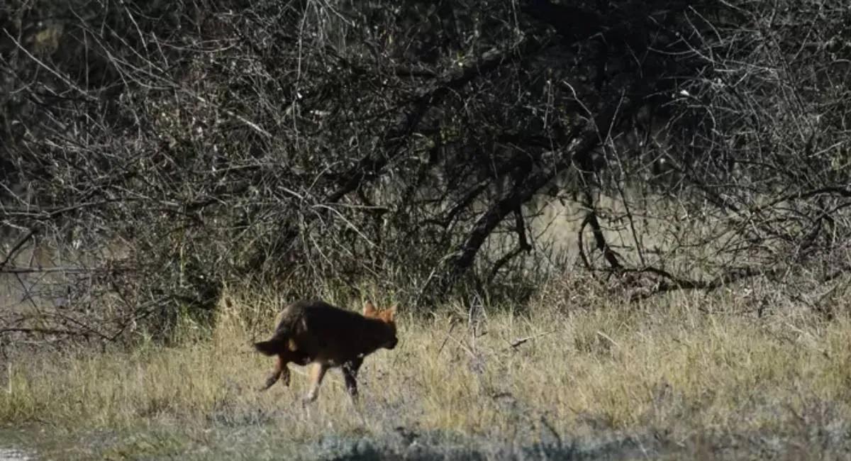 На западной и центральной Украине появился опасный хищник: биолог объяснил, когда животное представляет смертельную угрозу - today.ua
