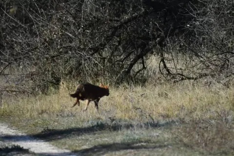 У західній та центральній Україні з’явився небезпечний хижак: біолог пояснив, коли тварина становить смертельну загрозу