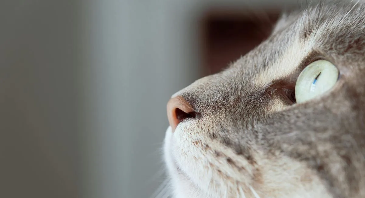 Виберіть кішку і дізнайтеся про себе щось нове: веселий тест з картинкою - today.ua