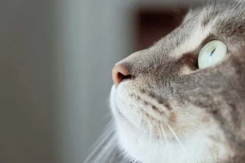 Выберите кошку и узнайте о себе что-то новое: забавный тест с картинкой