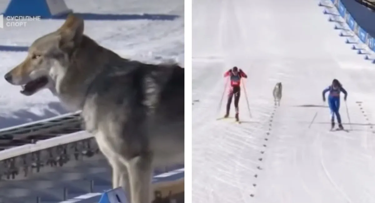 Назгул на Олімпіаді: вовкодав вибіг на трасу і фінішував разом зі спортсменками - today.ua