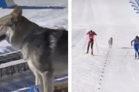 Назгул на Олимпиаде: волкодав выбежал на трассу и финишировал вместе со спортсменками