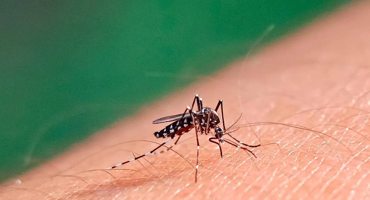 Комары несут новую опасность: по Европе распространяется опасная инфекция - today.ua