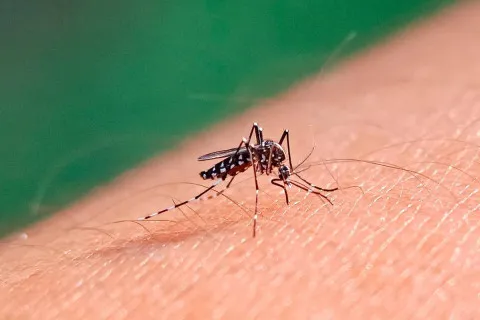 Комары несут новую опасность: по Европе распространяется опасная инфекция