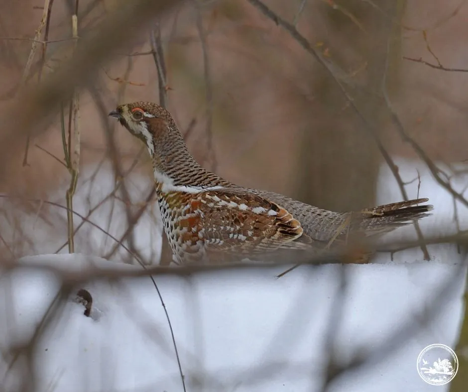 У Чорнобильській зоні помітили рідкісного орябка – майстра маскування з Червоної книги (фото) У Чорнобильській зоні помітили рідкісного орябка – майстра маскування з Червоної книги (фото) - today.ua