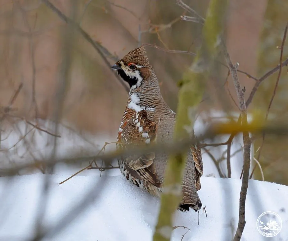 У Чорнобильській зоні помітили рідкісного орябка – майстра маскування з Червоної книги (фото) У Чорнобильській зоні помітили рідкісного орябка – майстра маскування з Червоної книги (фото) - today.ua