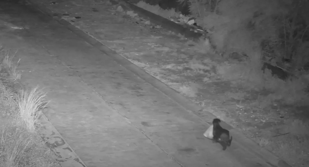 У Сицилії чоловік тренував собаку незаконно викидати сміття: його оштрафували (відео) - today.ua