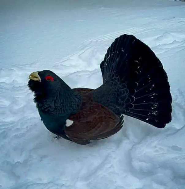 На Рахівщині до людей вийшов червонокнижний птах – один з найбільших лісових пернатих мешканців України  - today.ua