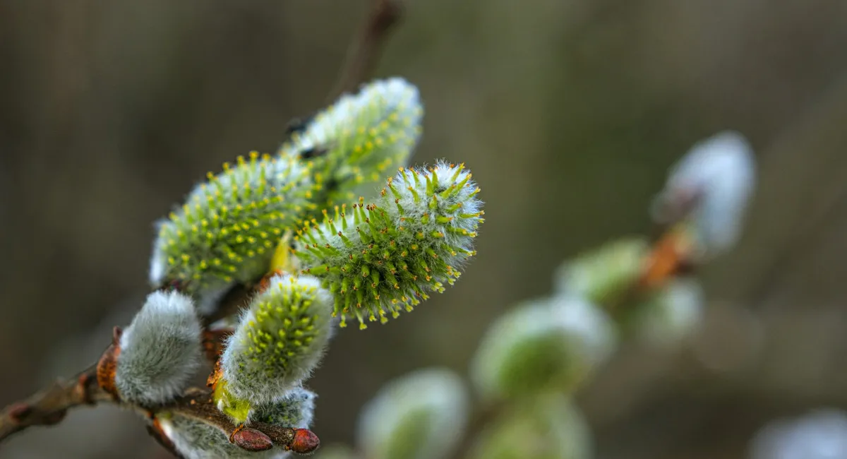 Наиболее непредсказуемый месяц весны: синоптик рассказала, порадует ли март погодой - today.ua