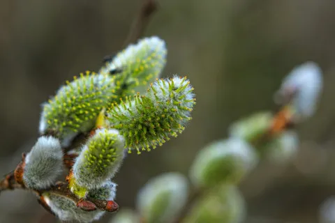 Найбільш непередбачуваний місяць весни: синоптикиня розповіла, чи потішить березень погодою