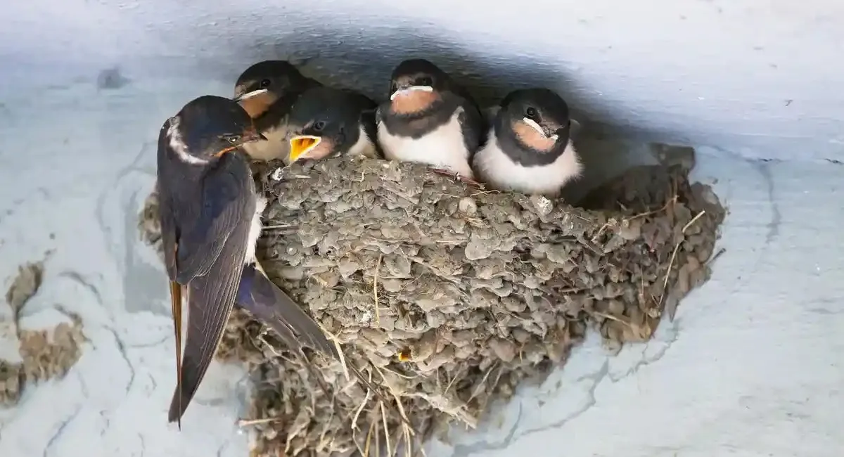 Чому в Україні зникають ластівки: тривожний сигнал для природи - екологи б’ють на сполох - today.ua