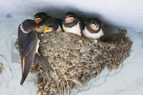 Почему в Украине исчезают ласточки: тревожный сигнал для природы - экологи бьют тревогу