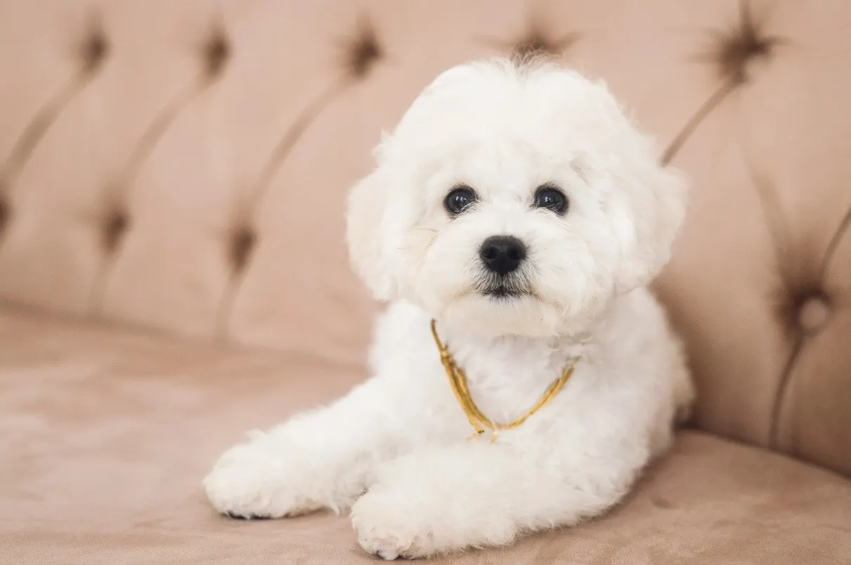 5 популярных пород собак, которые идеально подходят для жизни в квартире - today.ua