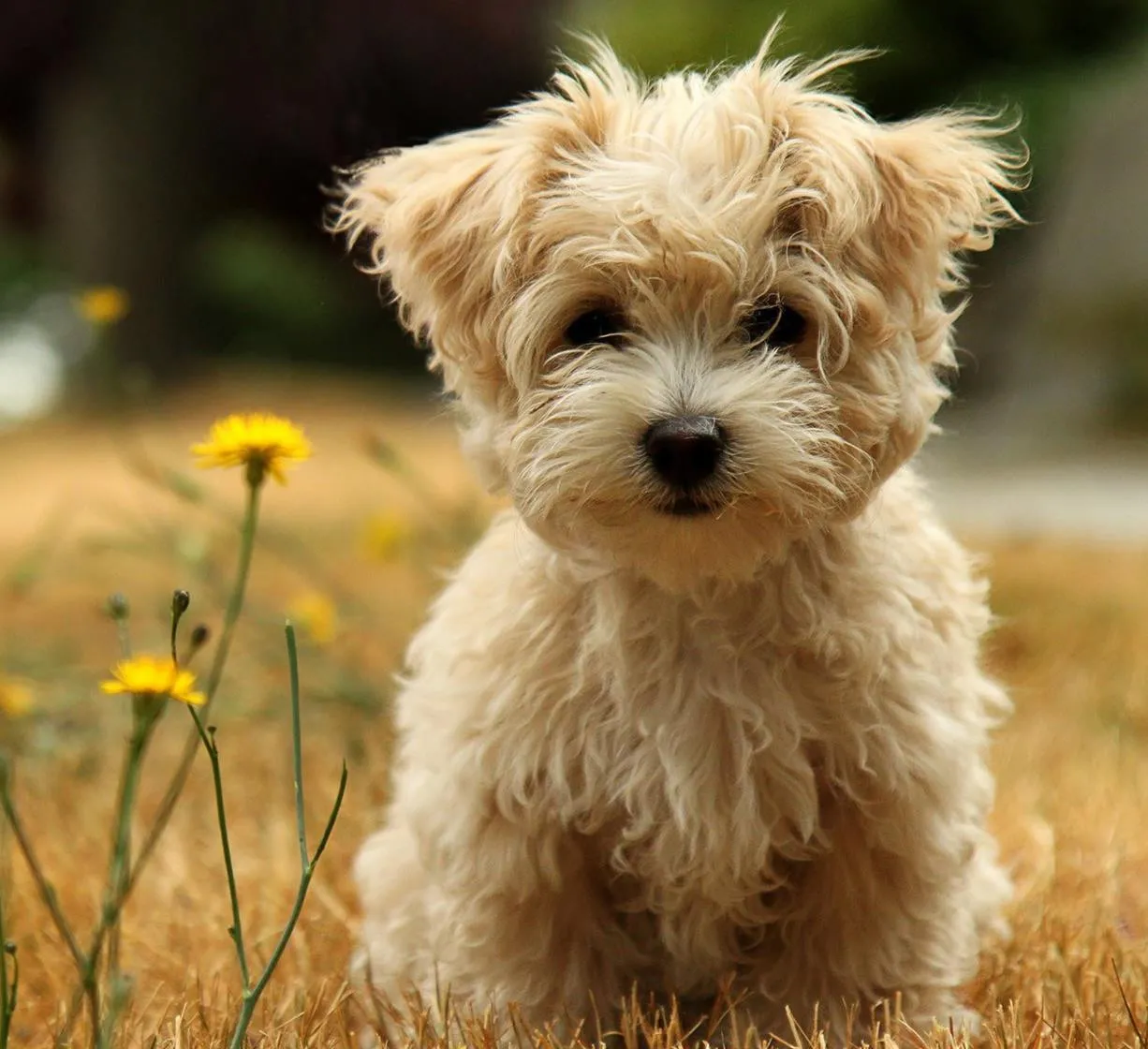 5 популярных пород собак, которые идеально подходят для жизни в квартире - today.ua