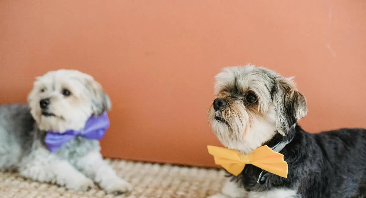 5 популярных пород собак, которые идеально подходят для жизни в квартире - today.ua