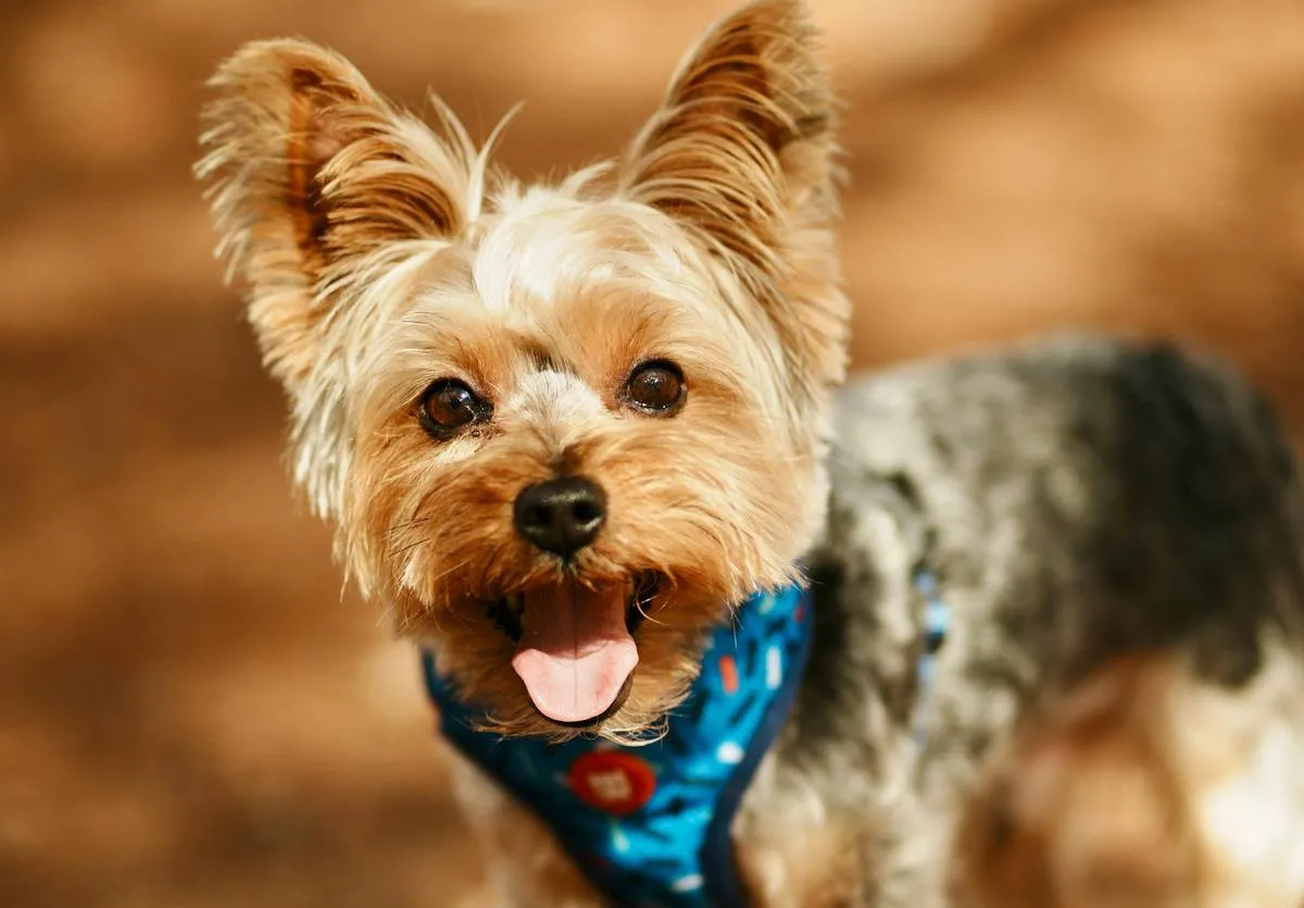 5 популярных пород собак, которые идеально подходят для жизни в квартире - today.ua