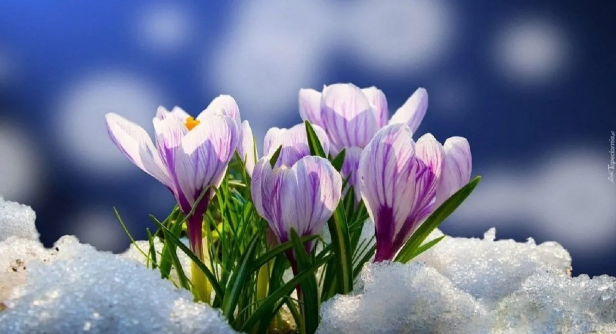 Завтра - весна: какой прогноз погоды синоптики подготовили украинцам на первый день марта - today.ua