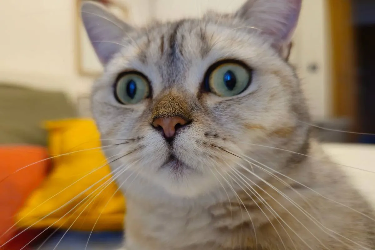 Вглядываются в пустоту: что замечают кошки и собаки, чего не видят люди - today.ua