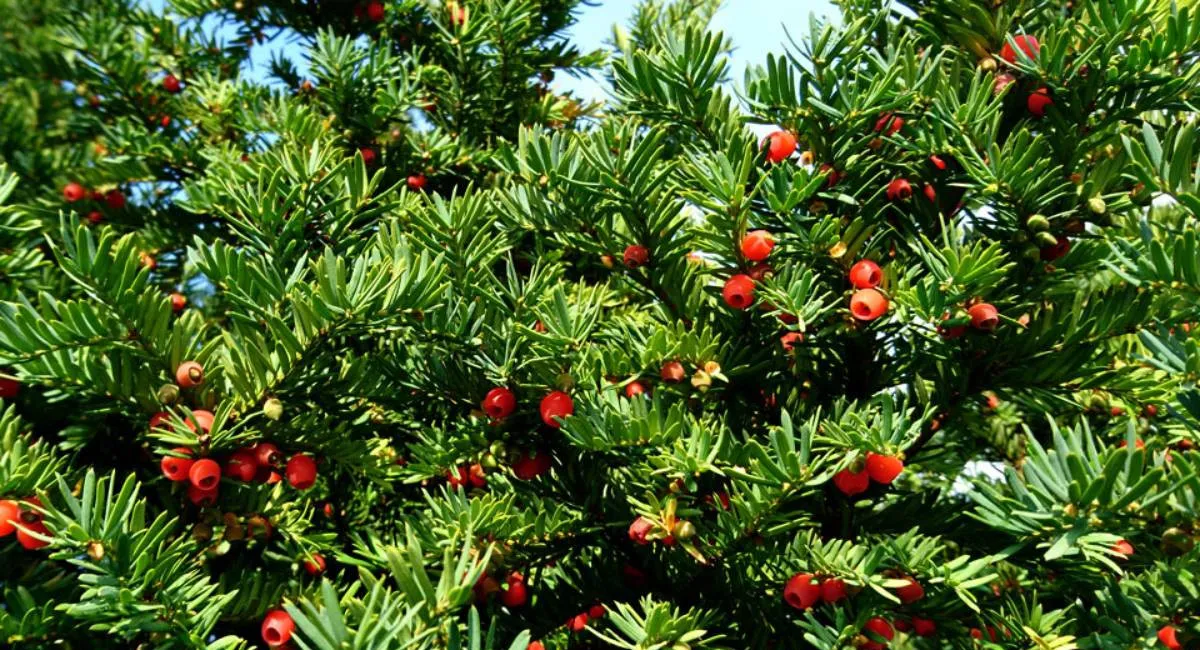 Красивая ловушка природы: в Украине растет смертельно опасное дерево - today.ua