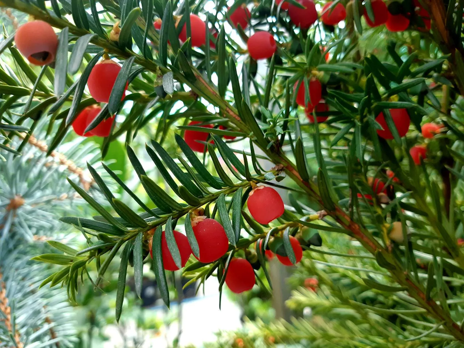 Красивая ловушка природы: в Украине растет смертельно опасное дерево - today.ua
