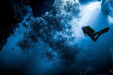 Одна із найтаємничіших істот планети: вчені показали "привида" з глибин Світового океану 