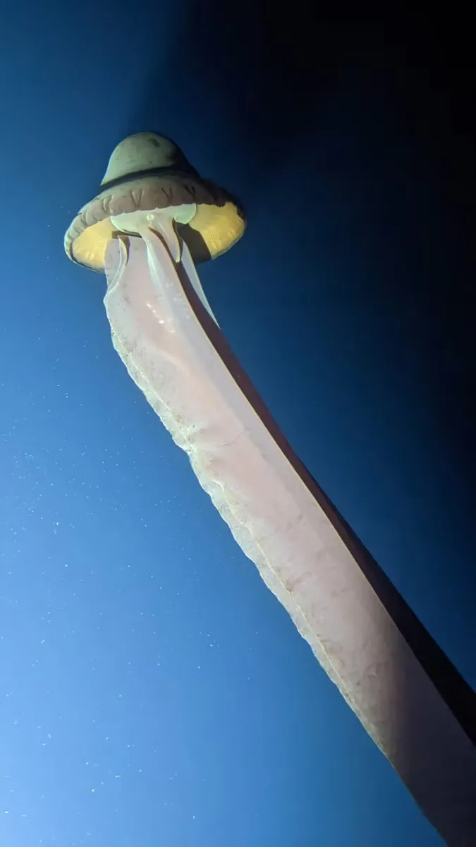 Одно из самых загадочных существ планеты: ученые показали призрака из глубин Мирового океана  - today.ua