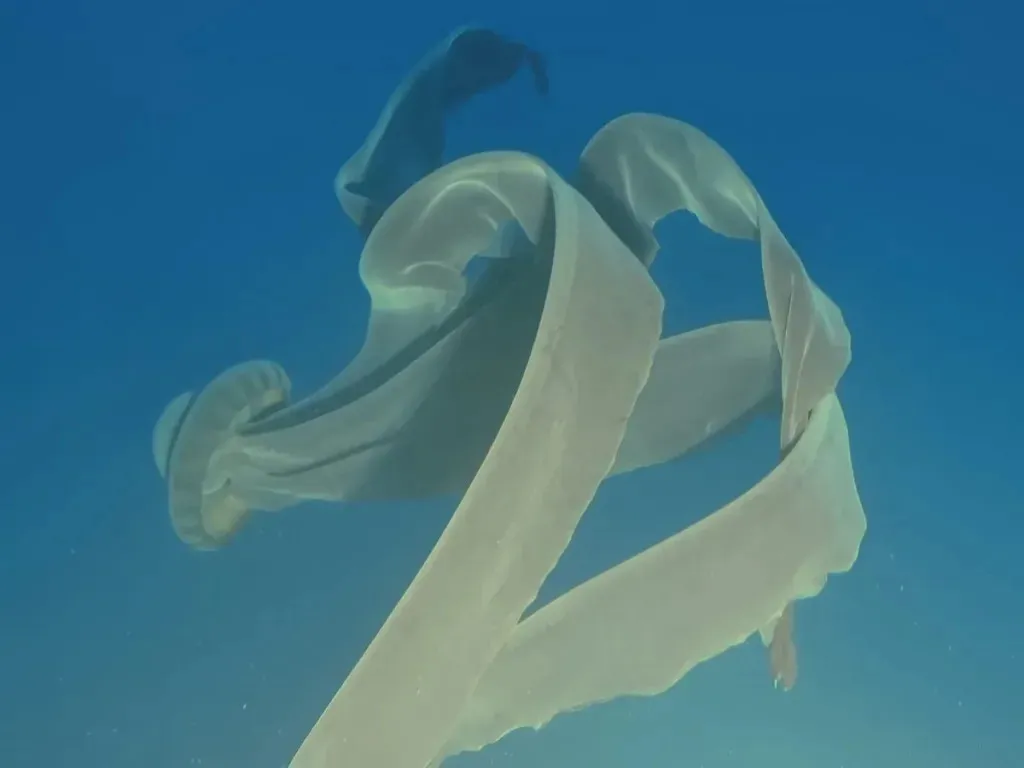 Одно из самых загадочных существ планеты: ученые показали призрака из глубин Мирового океана  - today.ua