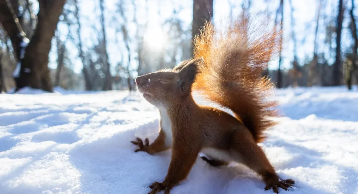 Довгоочікуване потепління йде в Україну: синоптикиня назвала дату, з якої ослабнуть морози - today.ua