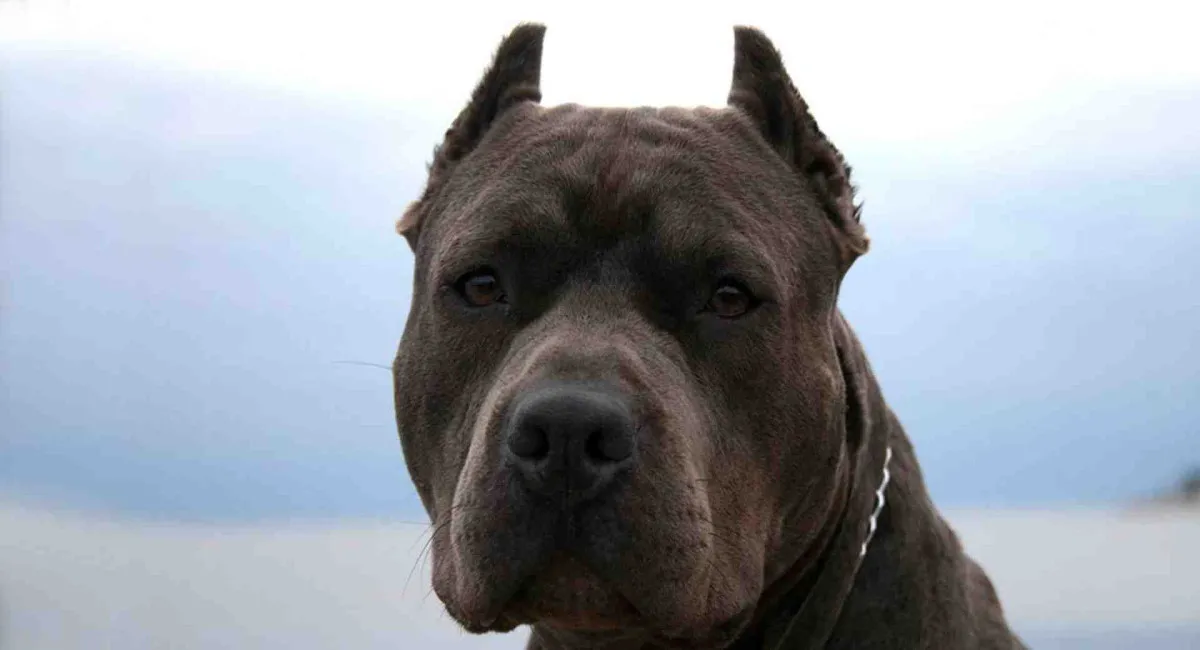 Гімалайський Хатіко: вірний пес чотири доби на морозі і хуртовині не відходив від тіл загиблих власників - today.ua