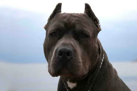 Гімалайський Хатіко: вірний пес чотири доби на морозі і хуртовині не відходив від тіл загиблих власників