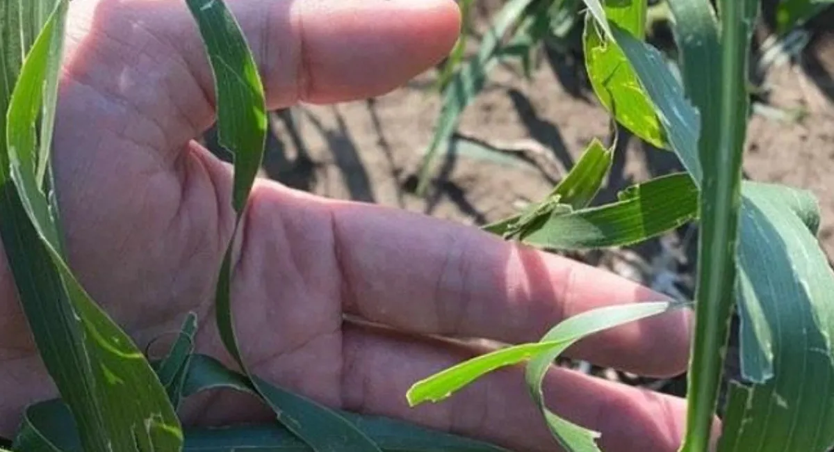 Нещадно знищує посіви: півднем України шириться нова пошесть - today.ua