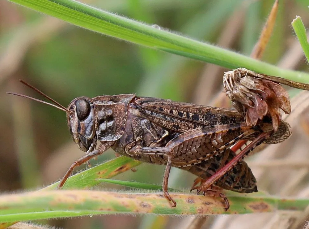 Нещадно знищує посіви: півднем України шириться нова пошесть - today.ua