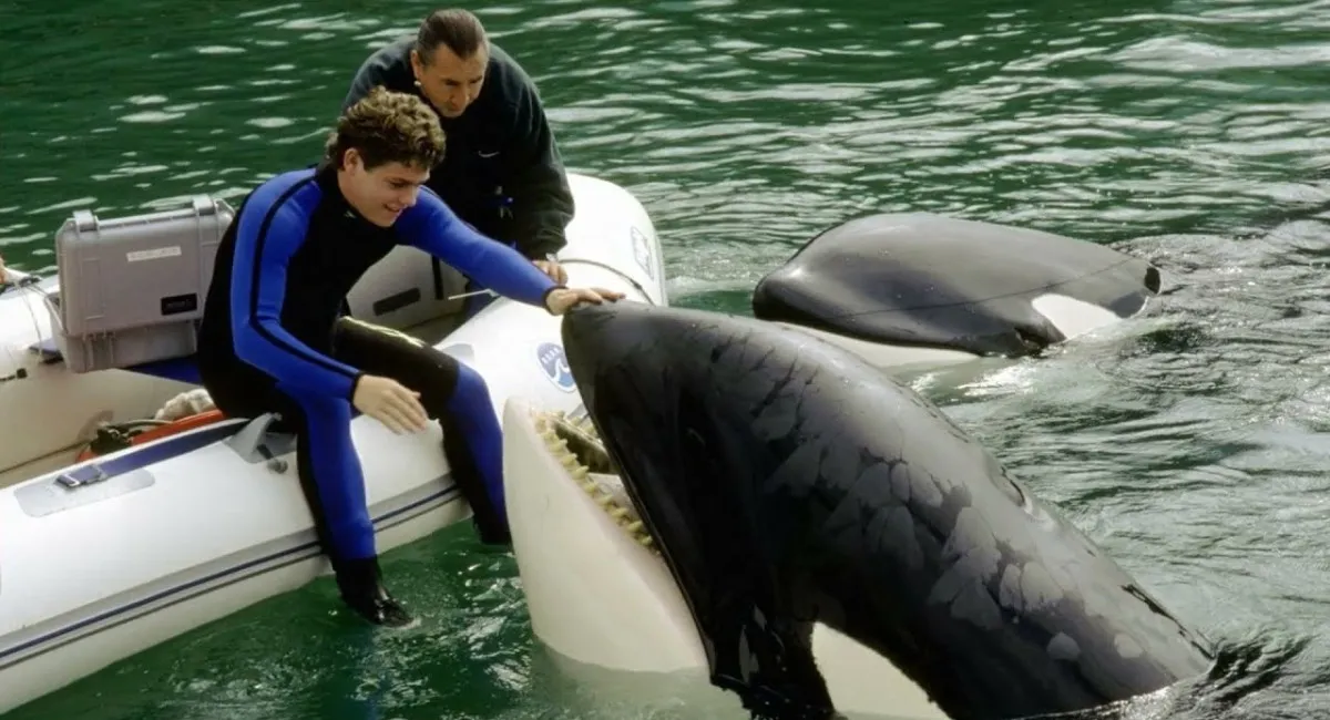 Косатки намагаються встановити зв’язок з людьми: що може стояти за такими спробами океанських велетнів - today.ua