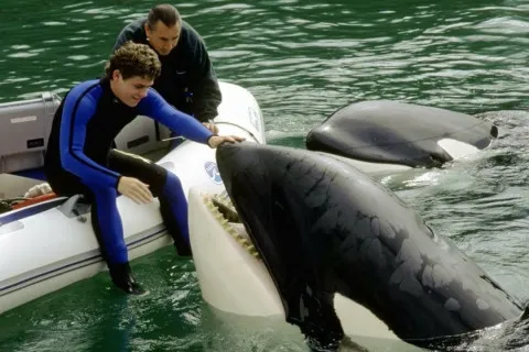 Косатки намагаються встановити зв’язок з людьми: що може стояти за такими спробами океанських велетнів