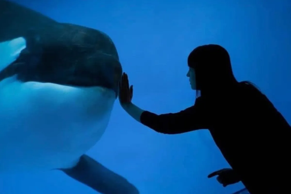 Косатки намагаються встановити зв’язок з людьми: що може стояти за такими спробами океанських велетнів - today.ua