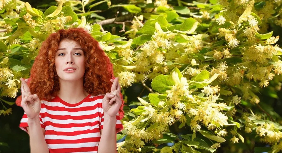 Чому 4 липня краще триматися подалі від липи: що кажуть давні прикмети - today.ua