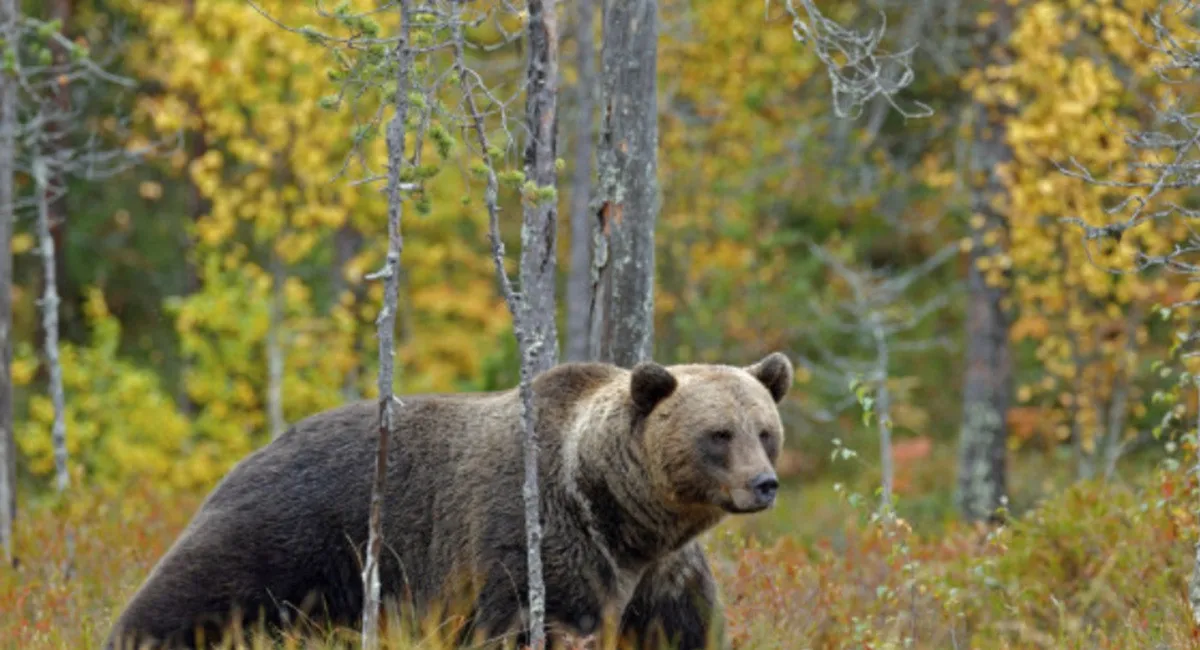 В Карпатах турист загинув від нападу ведмедя: подробиці жахливої трагедії - today.ua