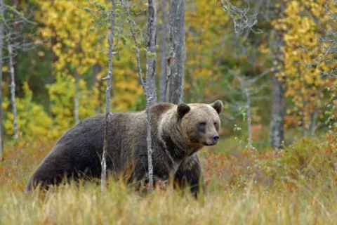В Карпатах турист загинув від нападу ведмедя: подробиці жахливої трагедії
