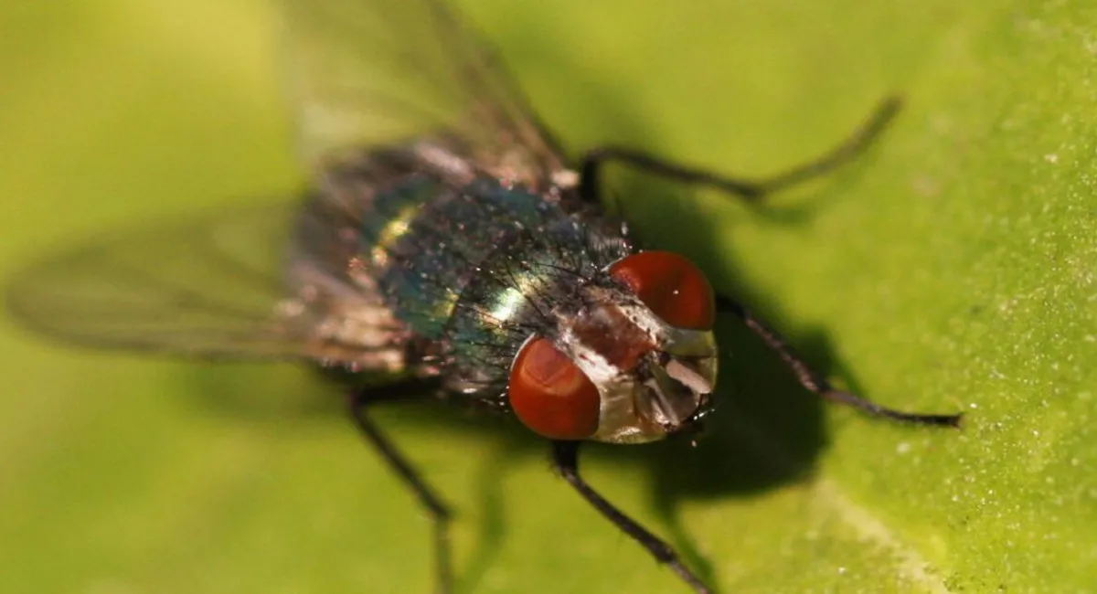 В США ученые создали особый вид мух: против кого будет направлено новое биологическое оружие - today.ua