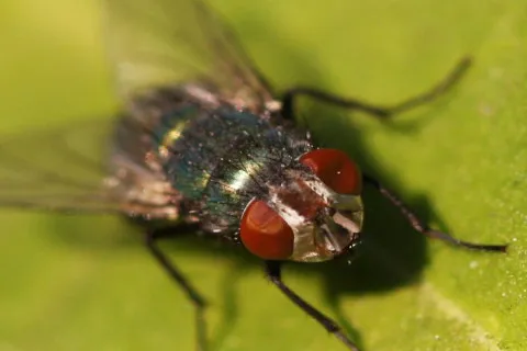 У США учені створили особливий вид мух: проти кого буде спрямована нова біологічна зброя